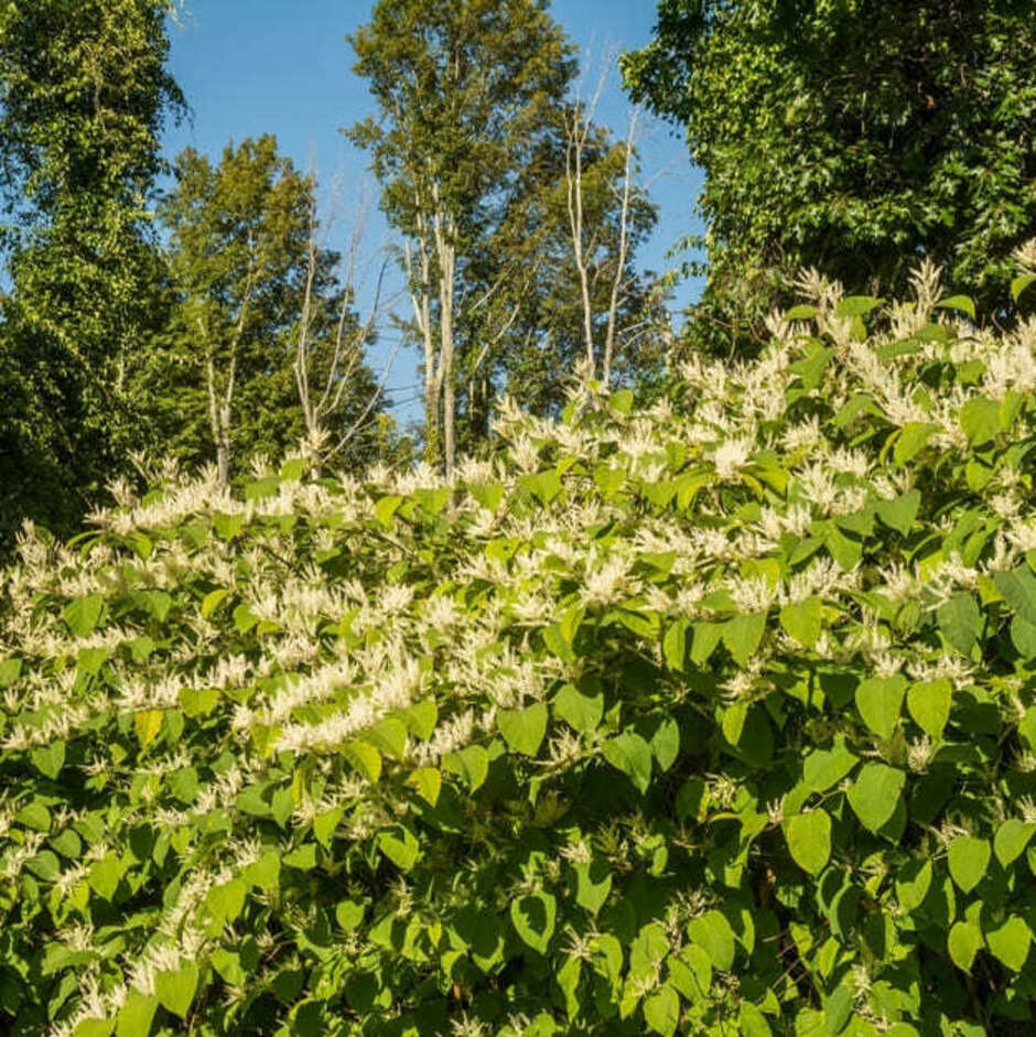 Photo of photo of area of flowering japenese knotweed
